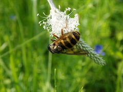 Temnostoma sericomyiaeforme