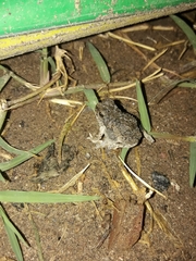 Pleurodema nebulosum