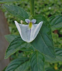 Pombalia communis