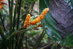 Stromanthe stromanthoides