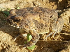 Sclerophrys pusilla