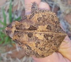 Sclerophrys pusilla