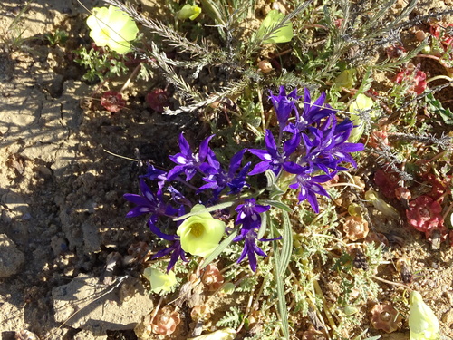 Image of Babiana attenuata by no rights reserved
