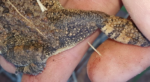 Eastern Flat-backed Toad