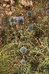 Echinops spinosissimus