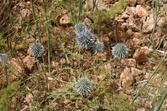 Echinops spinosissimus