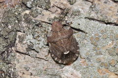 Dyroderes umbraculatus