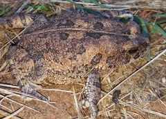 Sclerophrys pusilla
