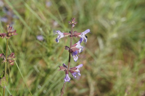 Image of Salvia repens by (c) Matthew Fainman, some rights reserved (CC BY)