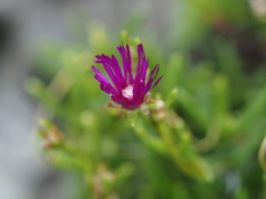 Delosperma cooperi