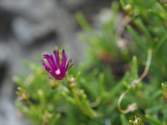 Delosperma cooperi