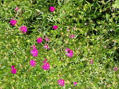 Delosperma cooperi