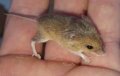 Mus minutoides