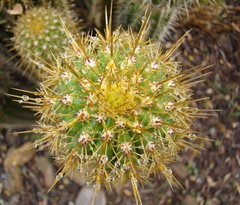 Trichocereus spachianus