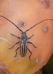 Eriocharis devestivus