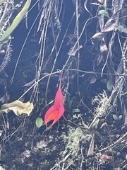 Masdevallia veitchiana