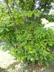 Acer carpinifolium