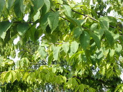 Acer carpinifolium