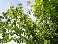 Acer carpinifolium