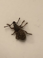 Otiorhynchus singularis