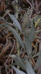 Artemisia douglasiana