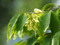 Acer carpinifolium