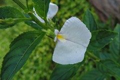 Pombalia communis