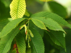Acer carpinifolium