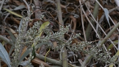 Artemisia douglasiana