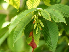 Acer carpinifolium