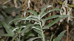 Artemisia douglasiana