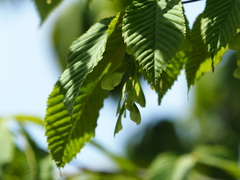 Acer carpinifolium
