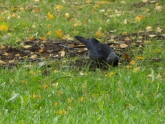 Corvus monedula