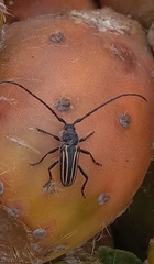 Eriocharis devestivus