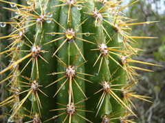 Trichocereus spachianus