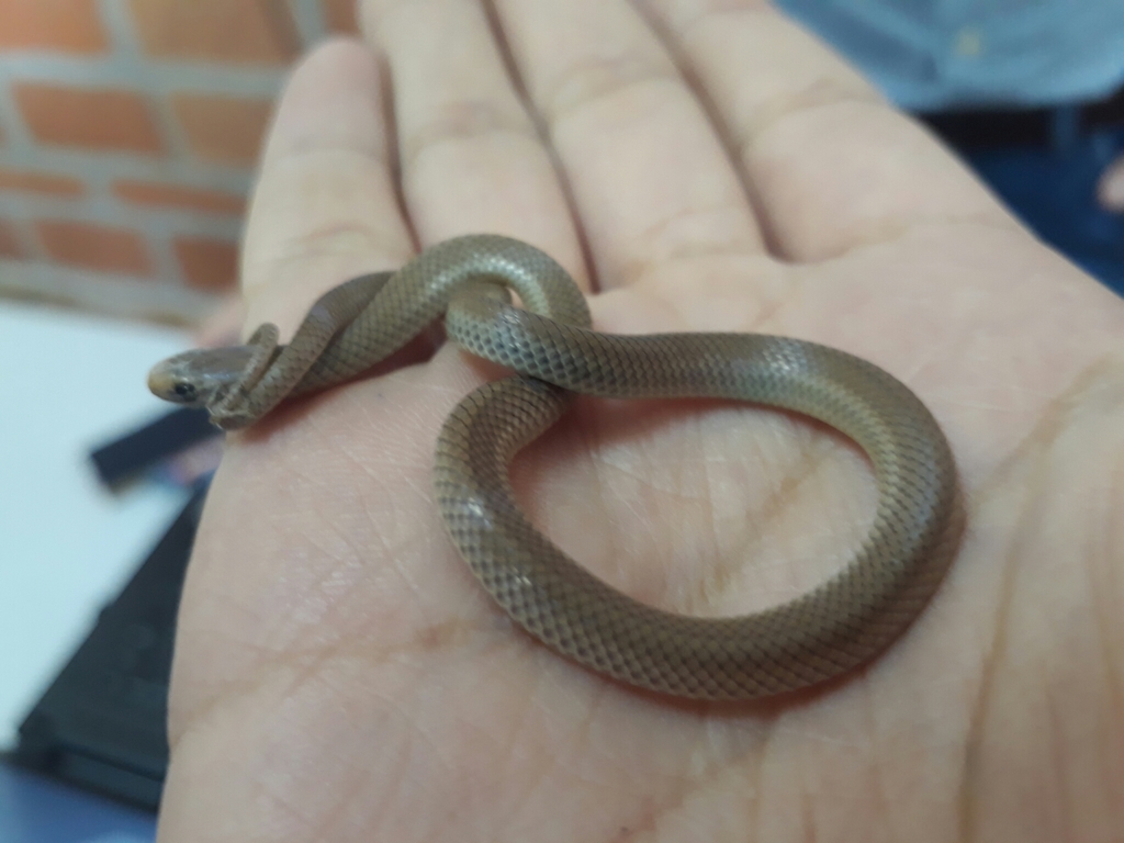 Peters' Black-Headed Snake