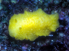 Doriopsis granulosa