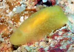 Doriopsis granulosa