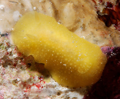 Doriopsis granulosa