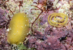 Doriopsis granulosa