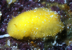 Doriopsis granulosa
