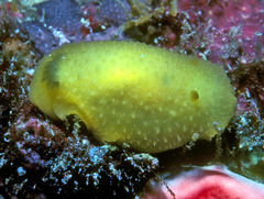 Doriopsis granulosa