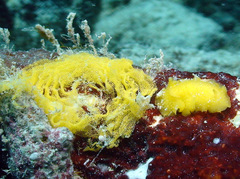 Doriopsis granulosa