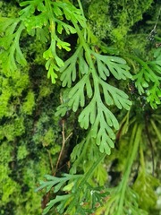 Asplenium theciferum