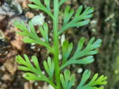 Asplenium theciferum