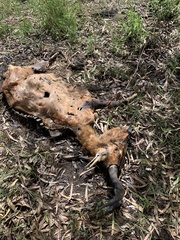 Alcelaphus buselaphus caama