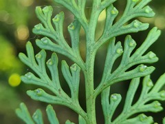 Asplenium theciferum