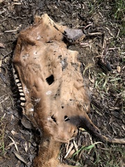 Alcelaphus buselaphus caama