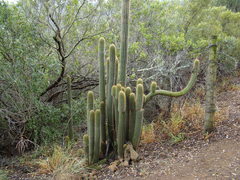 Trichocereus spachianus