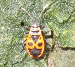 Pyrrhocoris apterus